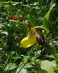 Cypripedium calceolus (Orchidaceae)  - Sabot-de-Vénus - Lady's-slipper Cote-d'Or [France] 29/05/2003 - 370m