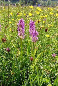 Dactylorhiza incarnata (Orchidaceae)  - Dactylorhize incarnat, Orchis incarnat, Orchis couleur de chair - Early Marsh-orchid Cote-d'Or [France] 30/05/2003 - 330m