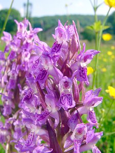 Dactylorhiza incarnata (Orchidaceae)  - Dactylorhize incarnat, Orchis incarnat, Orchis couleur de chair - Early Marsh-orchid Cote-d'Or [France] 30/05/2003 - 330m