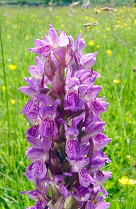 Dactylorhiza incarnata (Orchidaceae)  - Dactylorhize incarnat, Orchis incarnat, Orchis couleur de chair - Early Marsh-orchid Cote-d'Or [France] 30/05/2003 - 330m