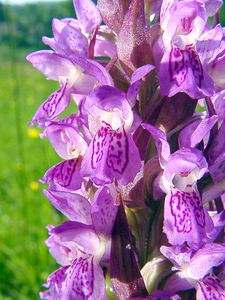 Dactylorhiza incarnata (Orchidaceae)  - Dactylorhize incarnat, Orchis incarnat, Orchis couleur de chair - Early Marsh-orchid Cote-d'Or [France] 30/05/2003 - 330m