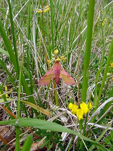 Deilephila porcellus (Sphingidae)  - Petit Sphinx de la Vigne - Small Elephant Hawk-moth Cote-d'Or [France] 31/05/2003 - 420m