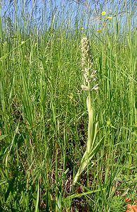 Himantoglossum hircinum (Orchidaceae)  - Himantoglosse bouc, Orchis bouc, Himantoglosse à odeur de bouc - Lizard Orchid Cote-d'Or [France] 30/05/2003 - 450m