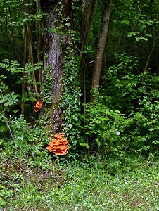 Laetiporus sulphureus (Polyporaceae)  - Polypore soufré - Chicken of The Woods Aisne [France] 25/05/2003 - 110m