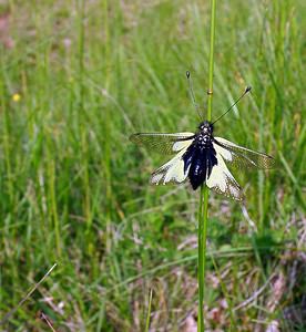 Libelloides coccajus (Ascalaphidae)  - Ascalaphe soufré Cote-d'Or [France] 31/05/2003 - 490m