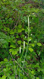 Loncomelos pyrenaicus (Asparagaceae)  - Ornithogale des Pyrénées, Aspergette - Spiked Star-of-Bethlehem Aisne [France] 25/05/2003 - 110mles jeunes pousses sont comestibles, parfois vendues sur les march?s de certaines r?gions, d'ou son nom d'aspergette