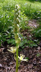 Loncomelos pyrenaicus (Asparagaceae)  - Ornithogale des Pyrénées, Aspergette - Spiked Star-of-Bethlehem Cote-d'Or [France] 30/05/2003 - 380m