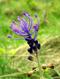 Muscari comosum (Asparagaceae)  - Muscari chevelu, Muscari à toupet, Muscari chevelu, Muscari à toupet - Tassel Hyacinth Aisne [France] 01/05/2003 - 110m