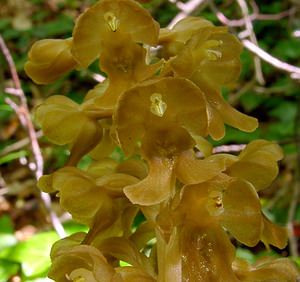 Neottia nidus-avis (Orchidaceae)  - Néottie nid-d'oiseau, Herbe aux vers - Bird's-nest Orchid Cote-d'Or [France] 30/05/2003 - 400m