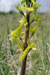 Neottia ovata (Orchidaceae)  - Néottie ovale, Grande Listère, Double-feuille, Listère à feuilles ovales, Listère ovale - Common Twayblade Aisne [France] 01/05/2003 - 130m