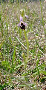 Ophrys fuciflora (Orchidaceae)  - Ophrys bourdon, Ophrys frelon - Late Spider-orchid Aisne [France] 01/05/2003 - 130m