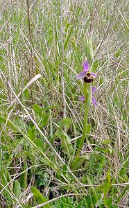 Ophrys fuciflora (Orchidaceae)  - Ophrys bourdon, Ophrys frelon - Late Spider-orchid Seine-Maritime [France] 10/05/2003 - 170m