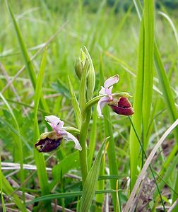 Ophrys fuciflora (Orchidaceae)  - Ophrys bourdon, Ophrys frelon - Late Spider-orchid Aisne [France] 25/05/2003 - 110m