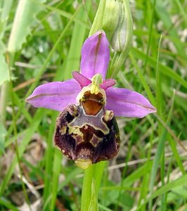 Ophrys fuciflora (Orchidaceae)  - Ophrys bourdon, Ophrys frelon - Late Spider-orchid Aisne [France] 25/05/2003 - 110m