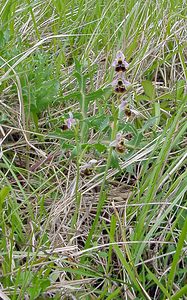 Ophrys fuciflora (Orchidaceae)  - Ophrys bourdon, Ophrys frelon - Late Spider-orchid Aisne [France] 25/05/2003 - 140m