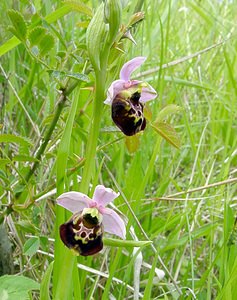 Ophrys fuciflora (Orchidaceae)  - Ophrys bourdon, Ophrys frelon - Late Spider-orchid Aisne [France] 25/05/2003 - 150m