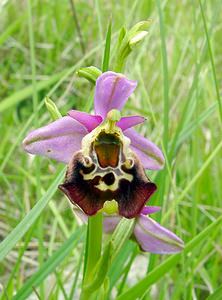 Ophrys fuciflora (Orchidaceae)  - Ophrys bourdon, Ophrys frelon - Late Spider-orchid Aisne [France] 25/05/2003 - 150m