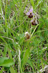 Ophrys fuciflora (Orchidaceae)  - Ophrys bourdon, Ophrys frelon - Late Spider-orchid Aisne [France] 25/05/2003 - 150m