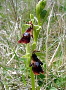 Ophrys insectifera (Orchidaceae)  - Ophrys mouche - Fly Orchid Aisne [France] 01/05/2003 - 130m