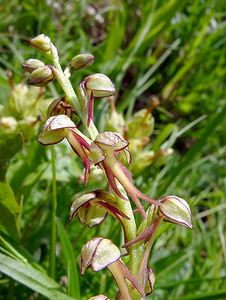 Orchis anthropophora (Orchidaceae)  - Acéras homme-pendu - Man Orchid Cote-d'Or [France] 29/05/2003 - 520m