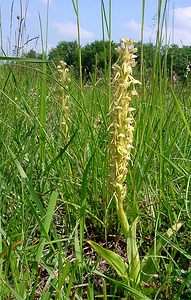 Orchis anthropophora (Orchidaceae)  - Acéras homme-pendu - Man Orchid Cote-d'Or [France] 29/05/2003 - 520m