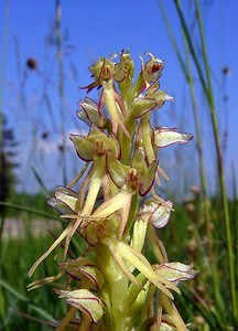 Orchis anthropophora (Orchidaceae)  - Acéras homme-pendu - Man Orchid Cote-d'Or [France] 29/05/2003 - 520m