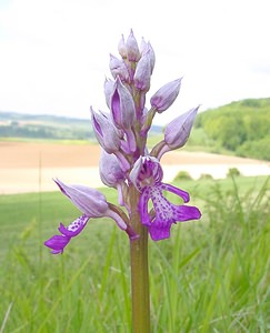 Orchis militaris (Orchidaceae)  - Orchis militaire, Casque militaire, Orchis casqué - Military Orchid Seine-Maritime [France] 10/05/2003 - 180m