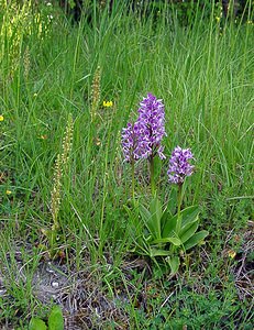 Orchis militaris (Orchidaceae)  - Orchis militaire, Casque militaire, Orchis casqué - Military Orchid Cote-d'Or [France] 29/05/2003 - 230m