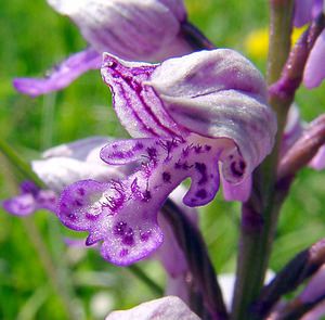 Orchis militaris (Orchidaceae)  - Orchis militaire, Casque militaire, Orchis casqué - Military Orchid Cote-d'Or [France] 29/05/2003 - 520m