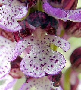 Orchis purpurea (Orchidaceae)  - Orchis pourpre, Grivollée, Orchis casque, Orchis brun - Lady Orchid Aisne [France] 01/05/2003 - 110m