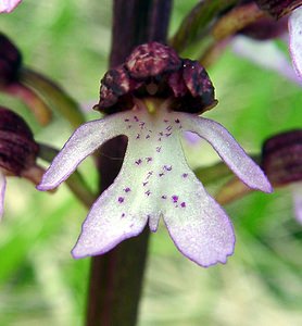 Orchis purpurea (Orchidaceae)  - Orchis pourpre, Grivollée, Orchis casque, Orchis brun - Lady Orchid Aisne [France] 01/05/2003 - 110m