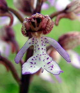 Orchis purpurea (Orchidaceae)  - Orchis pourpre, Grivollée, Orchis casque, Orchis brun - Lady Orchid Aisne [France] 01/05/2003 - 110m