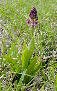 Orchis purpurea (Orchidaceae)  - Orchis pourpre, Grivollée, Orchis casque, Orchis brun - Lady Orchid Aisne [France] 01/05/2003 - 110m