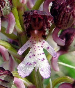 Orchis purpurea (Orchidaceae)  - Orchis pourpre, Grivollée, Orchis casque, Orchis brun - Lady Orchid Aisne [France] 01/05/2003 - 110m