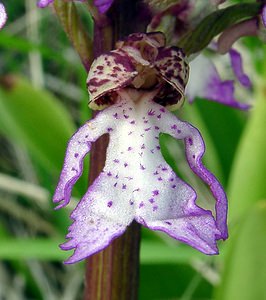 Orchis purpurea (Orchidaceae)  - Orchis pourpre, Grivollée, Orchis casque, Orchis brun - Lady Orchid Aisne [France] 01/05/2003 - 110m