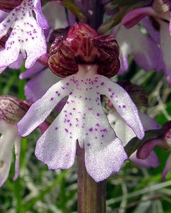 Orchis purpurea (Orchidaceae)  - Orchis pourpre, Grivollée, Orchis casque, Orchis brun - Lady Orchid Aisne [France] 01/05/2003 - 110m