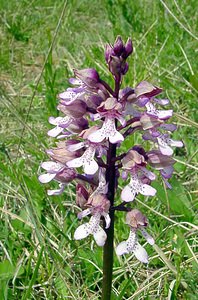 Orchis purpurea (Orchidaceae)  - Orchis pourpre, Grivollée, Orchis casque, Orchis brun - Lady Orchid Seine-Maritime [France] 10/05/2003 - 170m