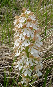 Orchis purpurea (Orchidaceae)  - Orchis pourpre, Grivollée, Orchis casque, Orchis brun - Lady Orchid Seine-Maritime [France] 10/05/2003 - 110m