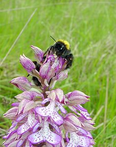 Orchis purpurea (Orchidaceae)  - Orchis pourpre, Grivollée, Orchis casque, Orchis brun - Lady Orchid Aisne [France] 24/05/2003 - 90m