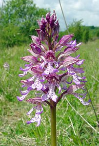 Orchis x hybrida (Orchidaceae)  - Orchis hybrideOrchis militaris x Orchis purpurea. Seine-Maritime [France] 10/05/2003 - 170m