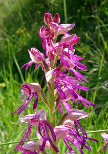 Orchis x spuria (Orchidaceae)  - Orchis bâtardOrchis anthropophora x Orchis militaris. Cote-d'Or [France] 29/05/2003 - 520m