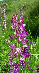 Orchis x spuria (Orchidaceae)  - Orchis bâtardOrchis anthropophora x Orchis militaris. Cote-d'Or [France] 29/05/2003 - 520m