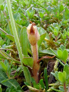 Orobanche alba (Orobanchaceae)  - Orobanche blanche, Orobanche du thym - Thyme Broomrape Cote-d'Or [France] 31/05/2003 - 420m