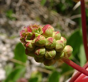 Poterium sanguisorba (Rosaceae)  - Petite sanguisorbe, Petite pimprenelle Seine-Maritime [France] 10/05/2003 - 180m