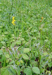 Tragopogon pratensis (Asteraceae)  - Salsifis des prés - Goat's-beard Aisne [France] 24/05/2003 - 100m