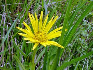 Tragopogon pratensis (Asteraceae)  - Salsifis des prés - Goat's-beard Aisne [France] 24/05/2003 - 100m