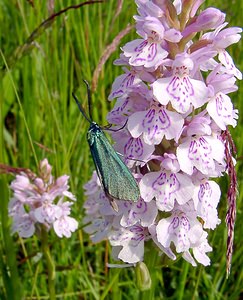Adscita statices (Zygaenidae)  - Procris de l'Oseille, Turquoise de la Sarcille, Turqoise commune - Forester Pas-de-Calais [France] 14/06/2003 - 20msur Dactylorhiza maculata