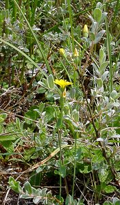 Blackstonia perfoliata (Gentianaceae)  - Blackstonie perfoliée, Chlorette, Chlore perfoliée - Yellow-wort Pas-de-Calais [France] 28/06/2003 - 10m