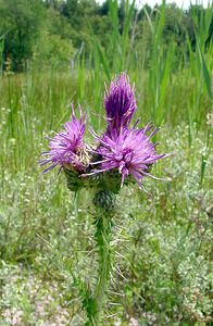 Cirsium palustre (Asteraceae)  - Cirse des marais, Bâton-du-diable - Marsh Thistle Pas-de-Calais [France] 28/06/2003 - 10m