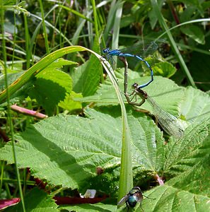 Coenagrion puella (Coenagrionidae)  - Agrion jouvencelle - Azure Damselfly Pas-de-Calais [France] 28/06/2003 - 10m